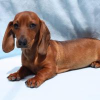 Oscar Mayer
